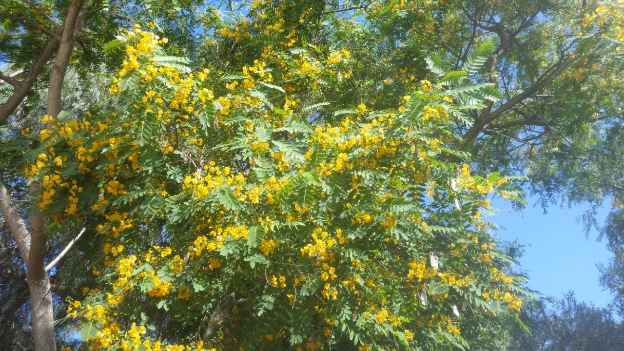 earth flower.jpg